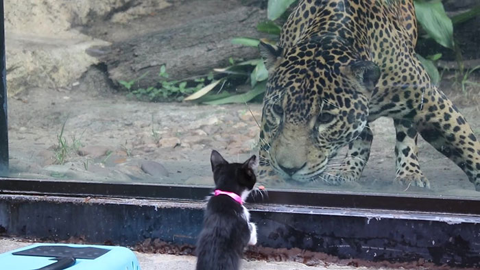 ヒョウと子猫