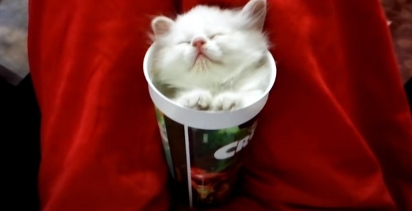 紙コップに入る子猫