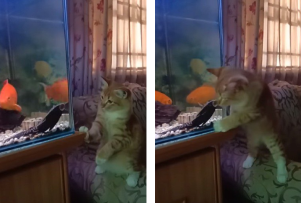 水槽を見つめる猫