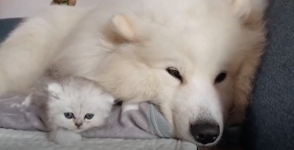 サモエドと子猫