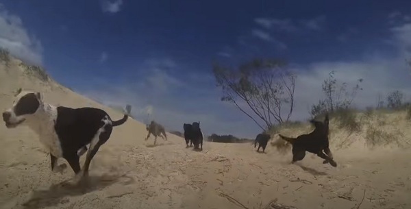 海岸を走る犬たち