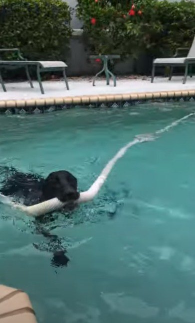 プールの中を泳ぐ犬
