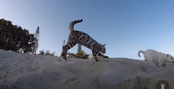 犬と追いかけっこをする猫