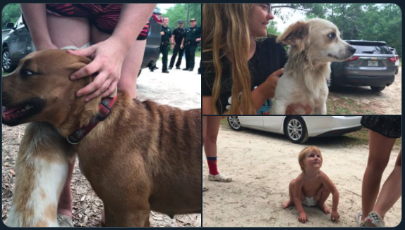 感動 行方不明になった3歳児を守り抜いた２匹の愛犬 もふたん