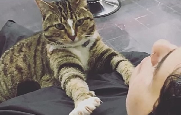 シャンプーするお客さんの膝に乗る猫のベティ