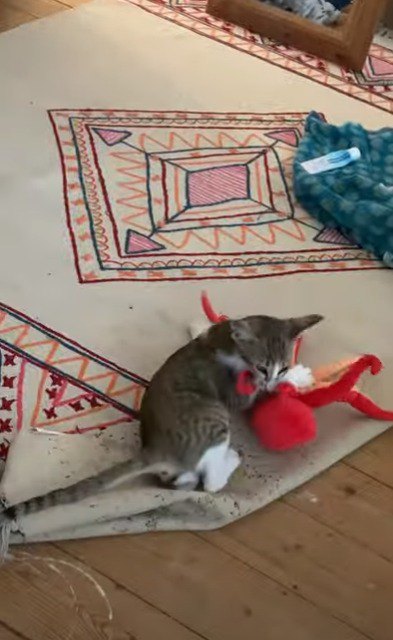タコのおもちゃと戦う猫