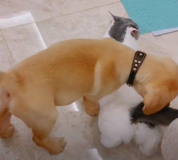 母猫とと仲良くする犬