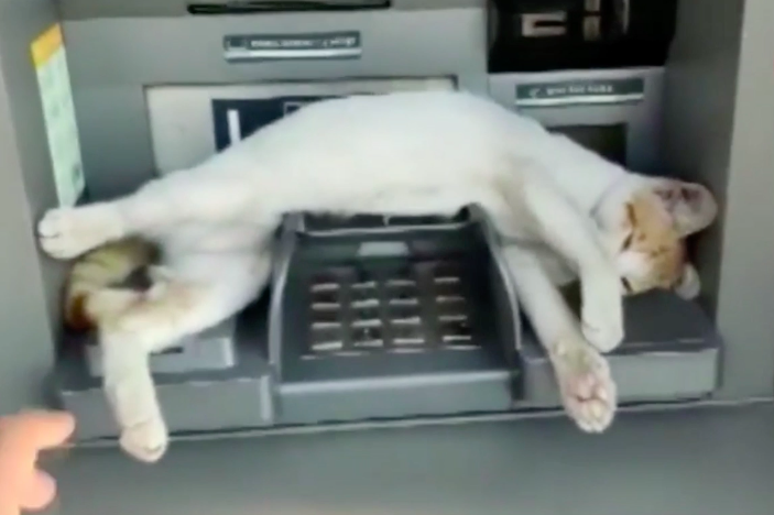 ATMで妨害する猫