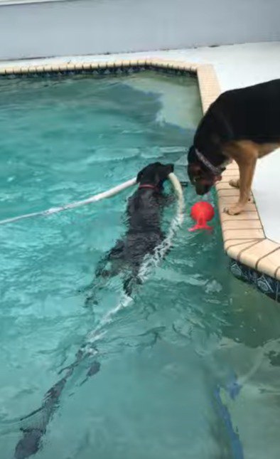 プール用の掃除機ホースを咥える犬