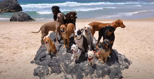 海岸にいる犬たち