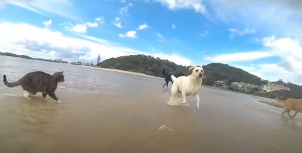 再び走り出す犬と猫