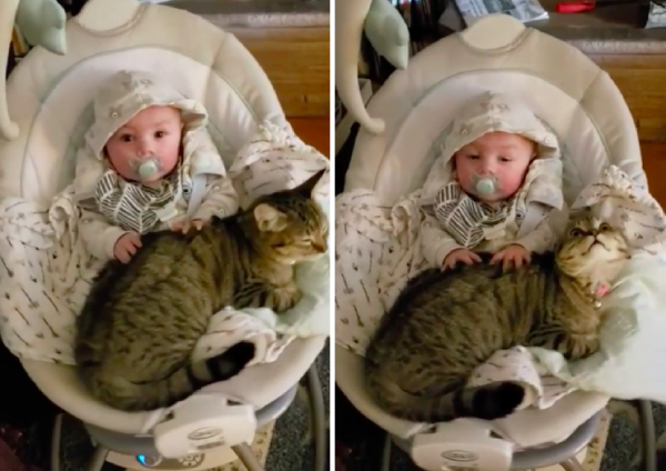 猫ちゃんを こねこねこね 赤ちゃんにモミモミされてうっとりな猫ちゃん もふたん