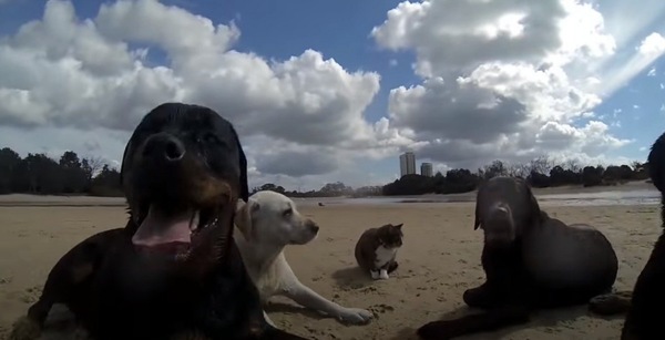 海沿いで休憩する犬と猫