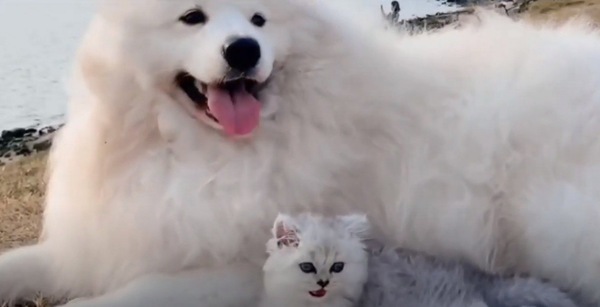 成長した子猫とサモエド