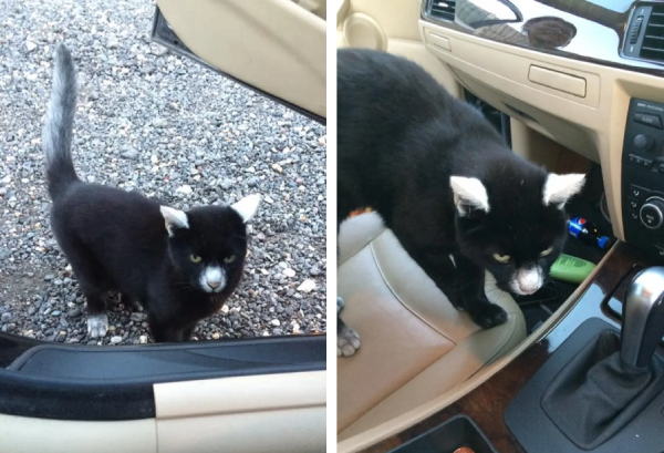黒猫かと思ったら パンダ柄の猫 だった 車の外で出待ちしてた猫にビックリ もふたん