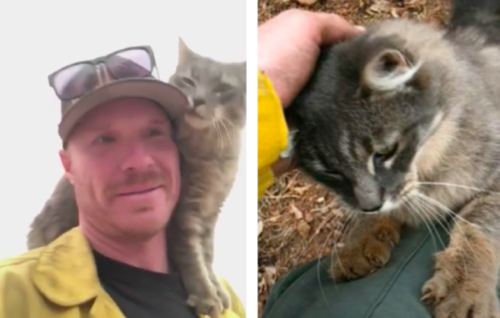 火事から救助された猫