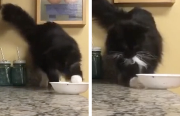 お皿を調整する猫