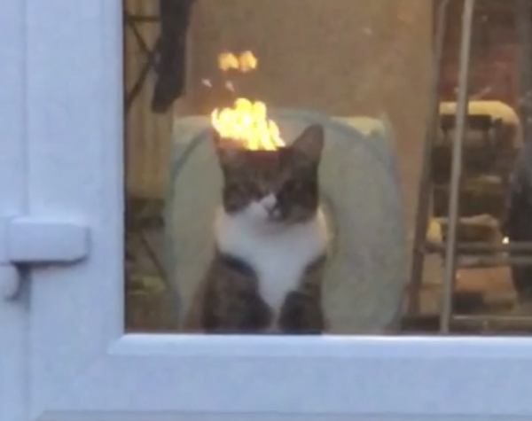 燃えてるように見える猫