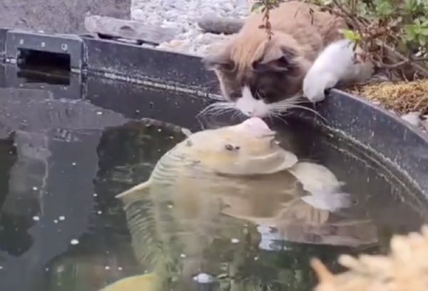 キスミー お魚に愛された猫ちゃんが鯉とキッス 不思議な絆に驚きの声 もふたん