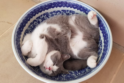 お皿の上で寝る猫
