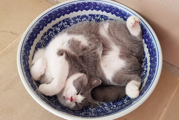 お皿の上で寝る猫
