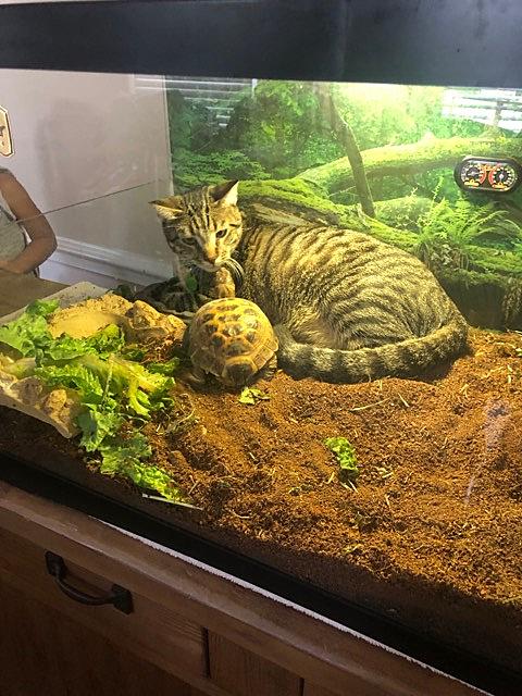 猫とかめ
