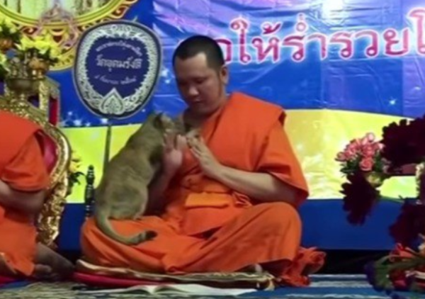 祈りを捧げる僧侶と猫