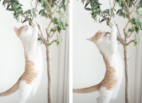 この木ニャンの木？』オリーブの木に夢中になった子猫ちゃん♡葉っぱをゲットして大満足 | もふたん