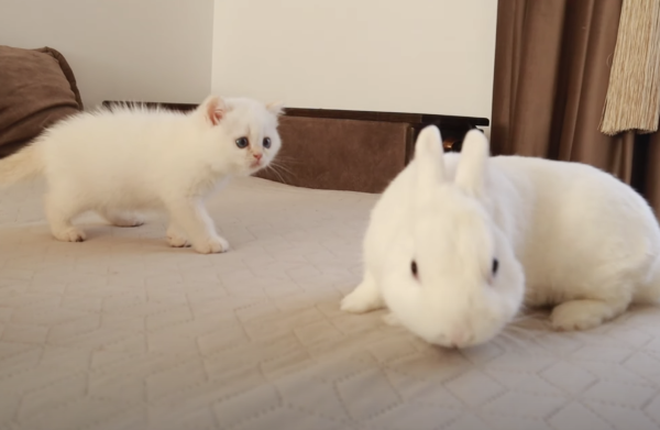 自由気ままな白ウサギさんにドキドキな子猫ちゃん もふたん