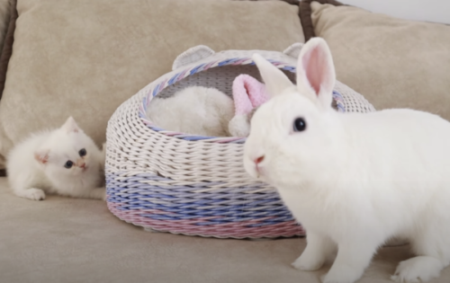 自由気ままな白ウサギさんにドキドキな子猫ちゃん もふたん