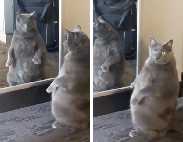 え これが僕 太っちょ猫が鏡を見て固まる姿に腹筋崩壊 もふたん