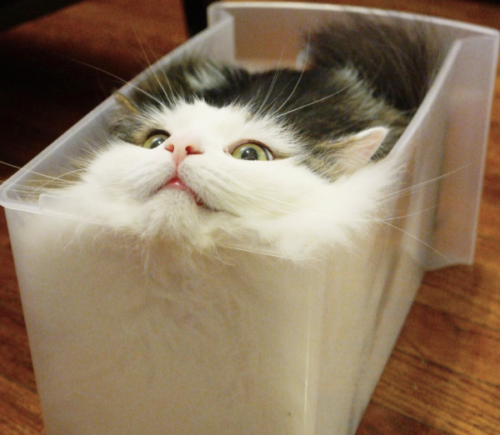 箱に入る猫オスカー
