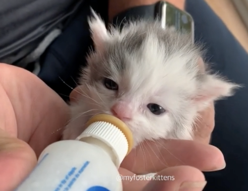 ミルクを飲む子猫