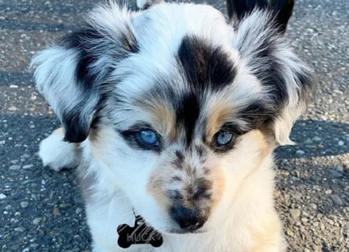 珍しい模様の被毛 と青く澄んだ瞳を持つ 子犬 が美しすぎると話題 もふたん