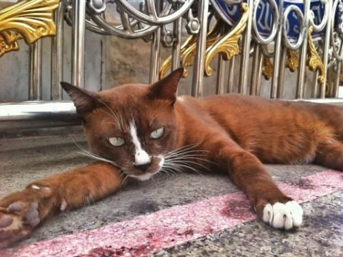 バンコクの寺院の外にいる 美しい猫 その毛色に魅了される人が続出 と話題 もふたん