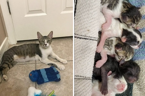 骨と皮だけの妊娠中の野良猫 Sosを求め間一髪レスキュー 帝王切開で無事出産 感動 もふたん