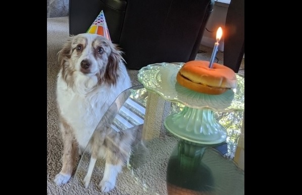 17歳のご長寿犬 人間だったら90歳 お祝いの Happy Birthday Party に感動 もふたん