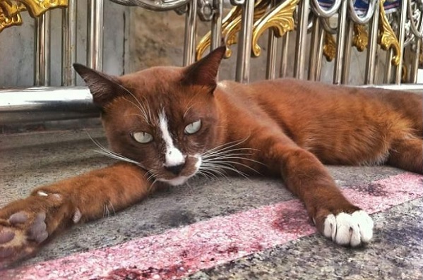 バンコクの寺院の外にいる 美しい猫 その毛色に魅了される人が続出 と話題 もふたん