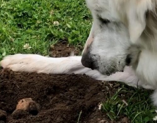 こんにちは ホリネズミと仲良しになった グレートピレニーズ犬 まるで童話の世界 と話題 もふたん