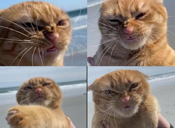 海風を浴びる猫さん ちょっと風 強すぎじゃない 表情が面白すぎる 爆笑 もふたん