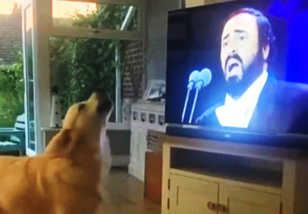 オペラを愛する犬 ゴールデンレトリバー ヒューゴ 一緒に歌う その様子が愛おしいと話題 もふたん