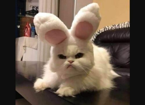 不機嫌丸出しな猫さん その理由は 私はうさぎじゃないわよ もふたん 不機嫌丸出しな猫さん その理由は 私はうさぎじゃないわよ もふたん
