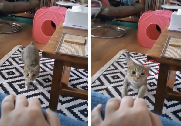 飛び付いてくる 愛猫 をスローモーション撮影 器用に片耳だけを倒す 驚愕の事実 が話題 もふたん