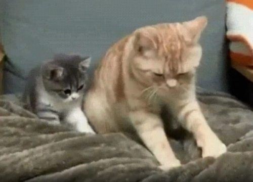 ふみふみは こうやってするの 教える 猫さん と教わる 子猫ちゃん にほっこり もふたん