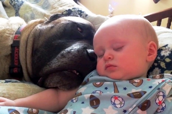 愛犬 のいびきは最高の子守歌 なかなか寝付かない 赤ちゃん が安心ぐっすり おネム もふたん