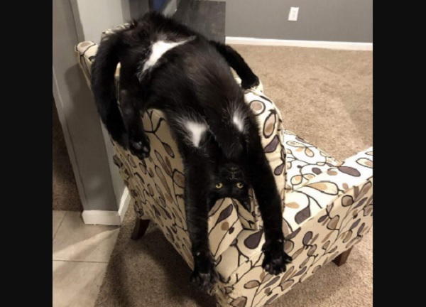 ビキニを着てる 黒猫さん ポーズが シンクロナイズドスイミング みたい ネット民騒然 もふたん