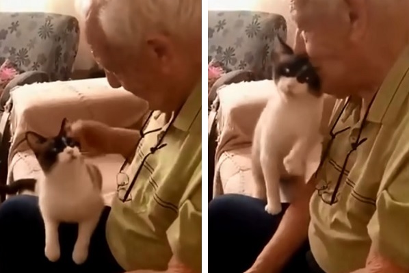 おじいさんに あなたが大好き を伝える 猫さん 溢れる優しい時間が愛おしい もふたん