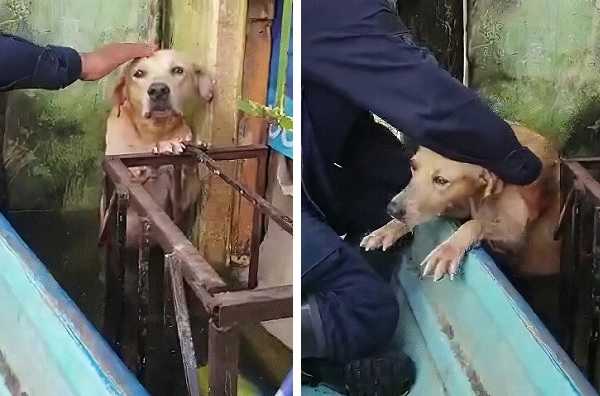 未曾有の大洪水で溺れる寸前 救助された犬 海兵隊の一員として 海兵隊救助犬 を目指す もふたん 未曾有の大洪水で溺れる寸前 救助された犬 海兵隊の一員として 海兵隊救助犬 を目指す もふたん