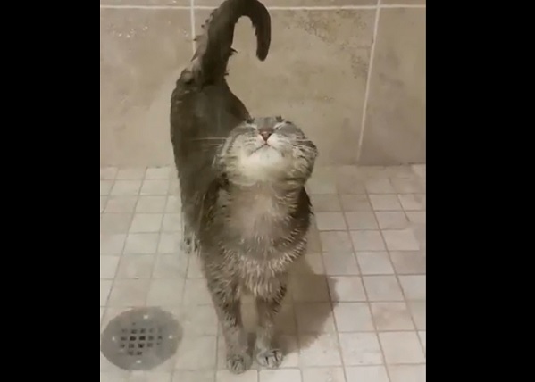 シャワーを堪能する猫さん 超 気持ちいい 思わずほっこり と話題 もふたん シャワーを堪能する猫さん 超 気持ちいい 思わずほっこり と話題 もふたん