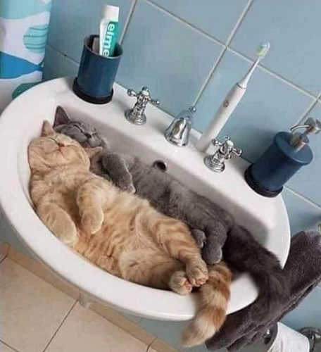 ここが落ち着くニャン 洗面台でまったり くつろぐ2匹の 猫さん に癒される もふたん
